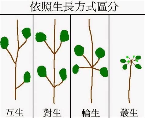 牛頭圖案 葉子在莖或枝條上的生長位置 稱作什麼